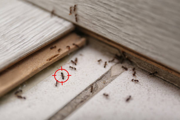 Reliable Hopkinsville, KY Pest Control Solutions