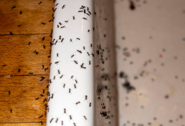 Best Termite Control Services  in Hopkinsville, KY