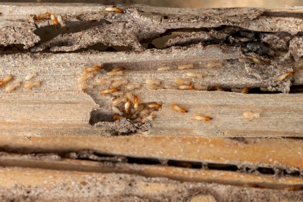 Best Commercial Pest Control Services  in Hopkinsville, KY